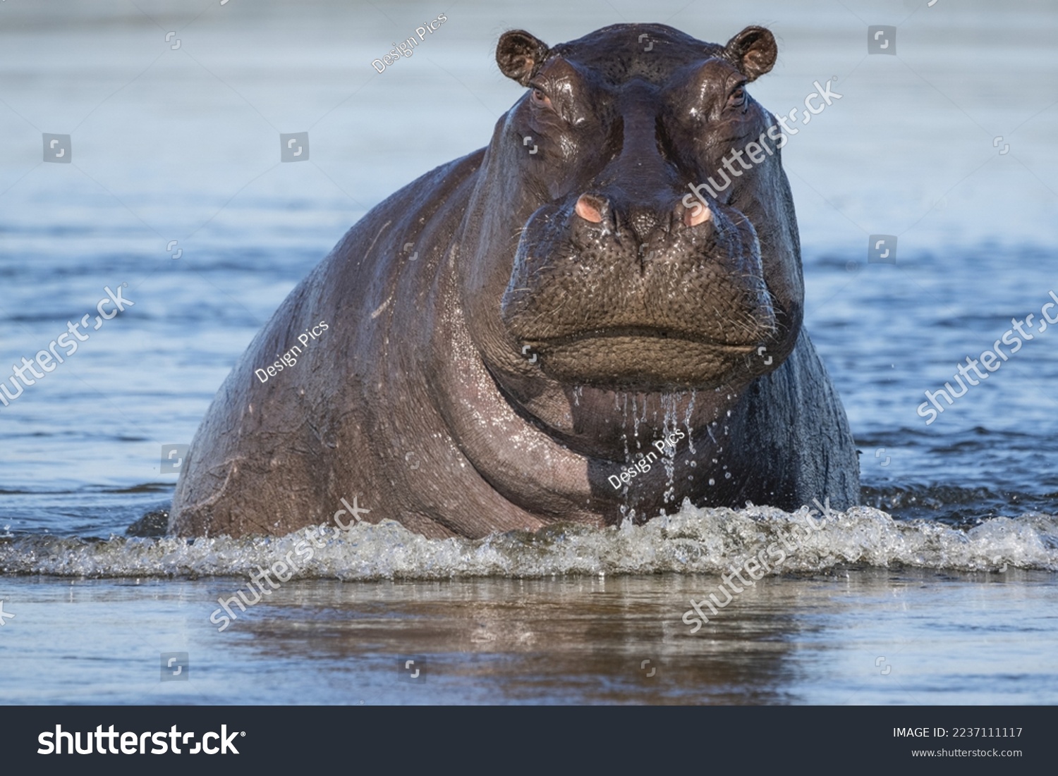 동물 전투력 순위