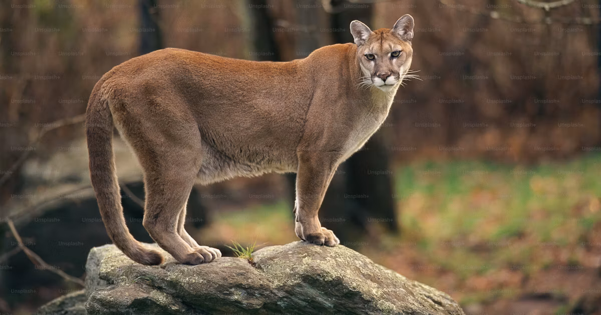 동물 전투력 순위